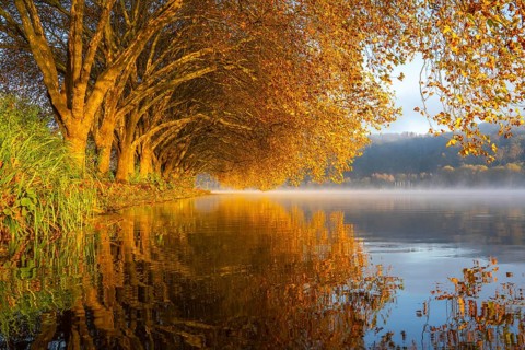 Autumn colours on the Platanen Allee, Hardenberg Ufer, lakeside path on Lake Baldeney, near Haus