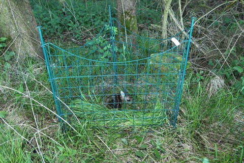Roe deer (Capreolus capreolus) fawn a few days old recovered from the meadow in front of mowing
