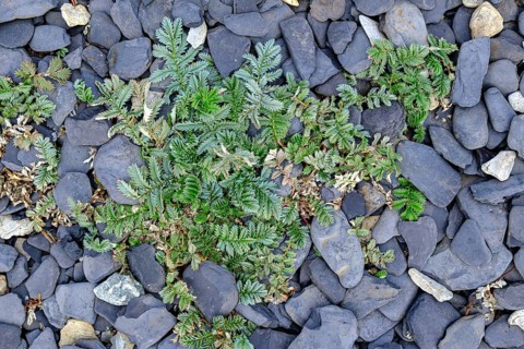 Goosegrass growing wild between stones on a stretch of beach on the coast of southern Öland near