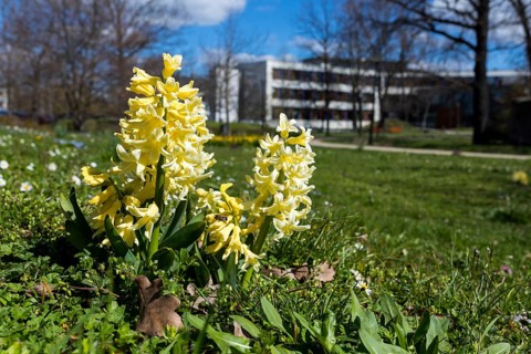 Hyacinths (Hyacinthus) blooming in the municipal park, in the background the town hall, Saxony,