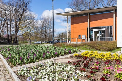 Spring planting in front of the town hall, Coswig, Saxony, Germany, Europe