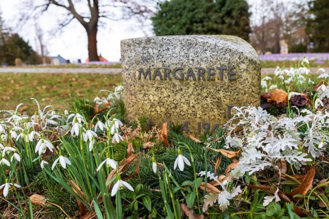 Snowdrops (Galanthus) bloom between the graves at Trinitatisfriedhof Riesa, Saxony, Germany, Europe