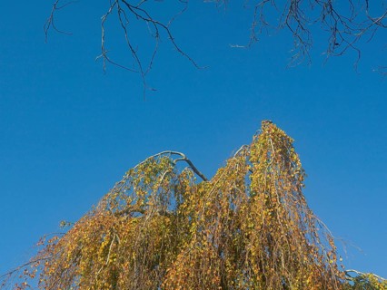 Autumn leaves, autumn colours, leaf colouring, autumn leaf colouring, autumn, East Frisia, Lower