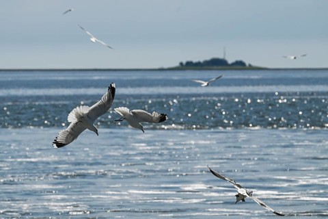 Seagulls in flight, in the background Hallig Hooge, North Frisia, Schleswig-Holstein, Germany,