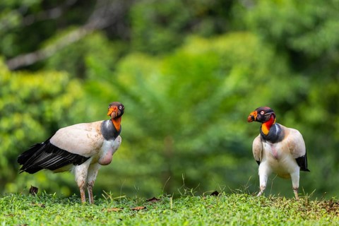 King vulture (Sarcoramphus papa), cock, vulture birds (Aegypiinae), Laguna del Lagarto Lodge,