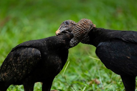 Raven vulture (Coragyps atratus), vulture birds (Aegypiinae), Laguna del Lagarto Lodge, Alajuela,