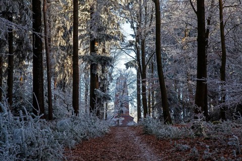 Winter, hiking trail, trees and ground cover with hoarfrost in the forest, behind