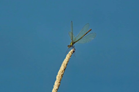 Banded demoiselle (Calopteryx splendens), female approaching a blade of grass, Switzerland, Europe
