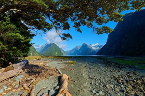 Panorama with trees and logs against a backdrop of mountains and clouds, summer, Milford Sound, Te