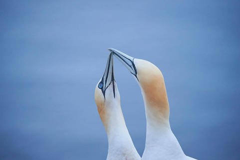Northern gannet (Morus bassanus) couple greeting each other with their beaks, portrait, wildlife,