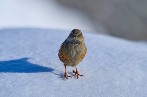 Alpine Accentor (Prunella collaris), standing on snow-covered ground, surrounded by clear sky and