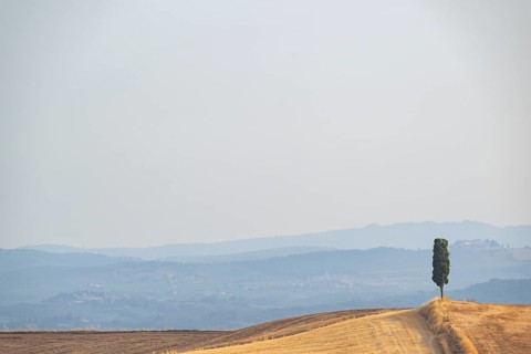 Cypress tree against the sky in a typical Tuscan landscape in Crete Senesi with hills in summer,