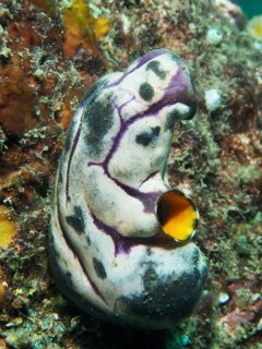 Golden sea squirt (Polycarpa aurata) with striking purple-black patterns on a reef, dive site