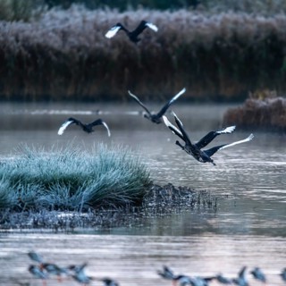 Black Swan, Cygnus atratus, birds in flight over winter marshes at sunrise