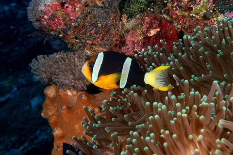 A colourful clownfish, Clark's anemonefish (Amphiprion clarkii), swimming through sea anemones in a