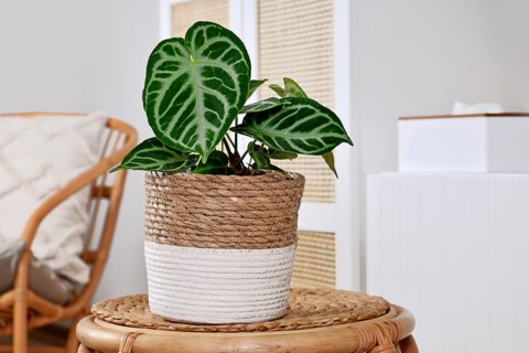 Potted exotic 'Silver Blush Anthurium Crystallinum' houseplant with beautiful lace pattern on