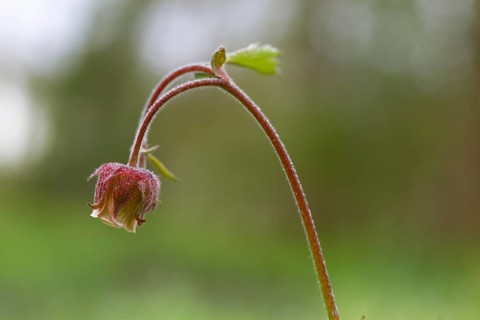 Flowering of the brook carnation (Geum rivale), wetland site, Flusslandschaft Peenetal nature park