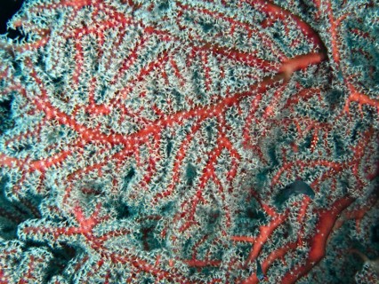 Close-up of coral with red branches and complex structure, red knotted fan (Melithaea ochracea),