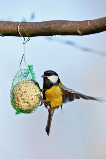 Great tit (Parus major), at a tit dumpling, winter feeding of songbirds, Middle Elbe Biosphere