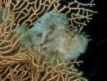 A camouflaged rocking fish (Taenianotus triacanthus) rests between richly branching corals, giant