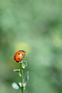 Seven-spot ladybird (Coccinella septempunctata), on the top of a plant, bokeh in the background,