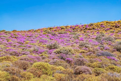 Wild thyme bushes blooming, Kourtaliótiko gorge, Rethymno, Crete, Greek Islands, Greece, Europe