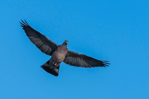 Common Wood Pigeon, Columba palumbus, bird in fly on blue sky