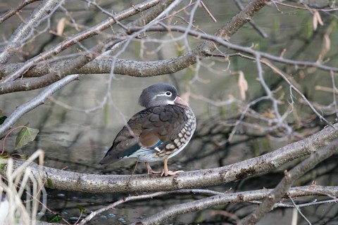 Mandarin duck on a branch, female, winter, Germany, Europe