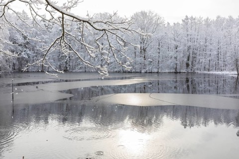 Winter at the Merzteich pond in Friedewald near Niederau, Moritzburg pond area, Saxony, Germany,