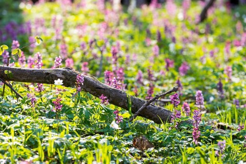 Larkspur (Corydalis) in bloom, forest floor in spring, Saxony, Germany, Europe