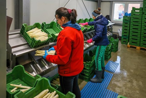 Wesel, North Rhine-Westphalia, Germany, harvest workers from Eastern Europe wash and sort the