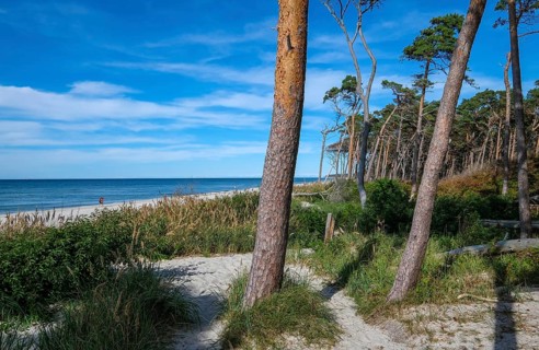 Born am Darß, Fischland-Darß-Zingst, Mecklenburg-Vorpommern, Germany, Pine forest in the dunes on