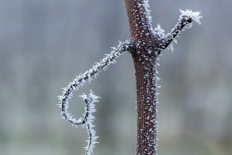 Minimalist-looking, icy branch of a grapevine in front of a wintry background, Reif, Rems Valley,