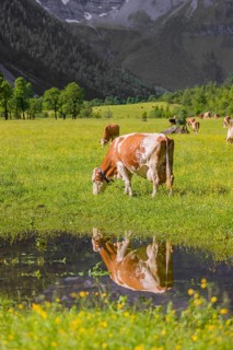 Holstein Friesian cattle stand on a green meadow next to a puddle. A reflection of the cows and the