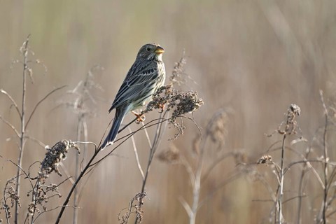 Corn bunting (Emberiza calandra, Miliaria calandra), sitting on a branch, Lake Neusiedl National