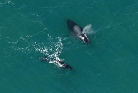 Humpback whales (Megaptera novaeangliae), Ningaloo Reef, aerial view, Cape Range National Park,
