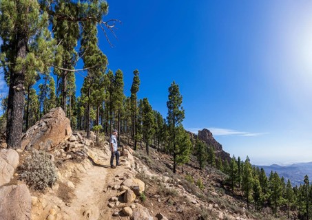 Hikers in the pine forest on the way to Pico de las Nieves, Gran Canaria, Canary Islands, Spain,
