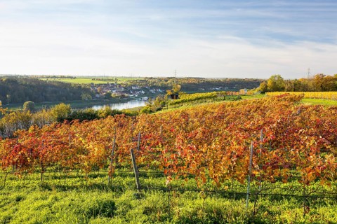 Autumn foliage colouring of the grapevine (Vitis vinifera), Goldkuppe vineyard with view of the
