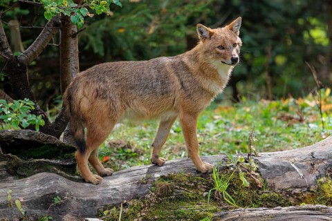 A golden jackal (Canis aureus) stands on a rotting tree lying on the ground between bushes and
