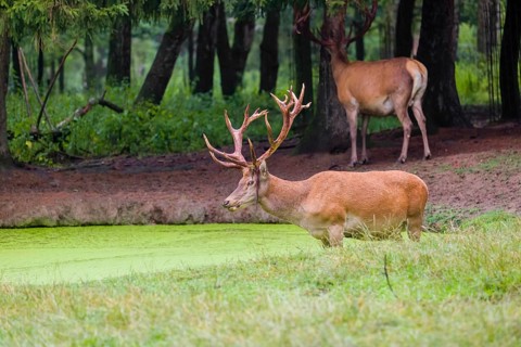 A red deer stag (Cervus elaphus) stands in a pond covered with duckweed