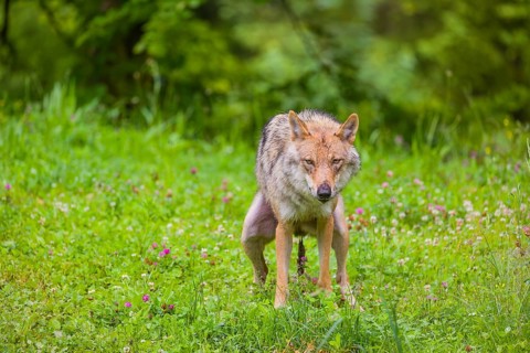 A female eurasian gray wolf (Canis lupus lupus) shits on a green meadow