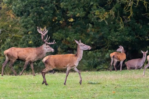 A herd of red deer (Cervus elaphus) stands on a meadow on hilly ground at a forest edge