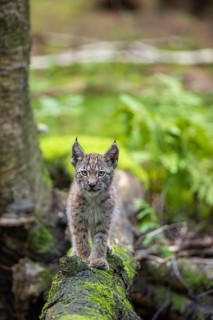 One young (10 weeks old) male Eurasian lynx, (Lynx lynx), crossing a creek, using a fallen tree as
