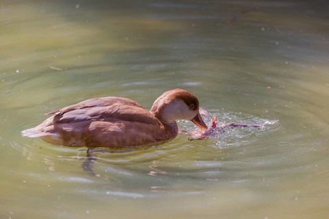 A female red-crested pochard (Netta rufina) tries to eat a grass frog (Rana temporaria)