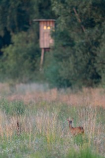 Roe deer (Capreolus capreolus), doe standing on a game field and looking attentively, a raised hide