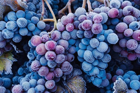Close up of frosted blue and red grapes in late autumn. Generative AI, AI generated