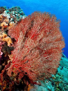 Red knot fan (Melithaea ochracea) in the ocean, beauty of the reefs and underwater environment,