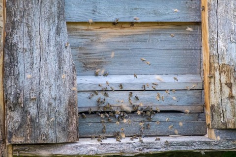 Bees swarming from an old wooden house that serves as a beehive, North Rhine-Westphalia, Germany,