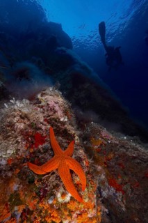 Bright orange coloured starfish (Hacelia attenuata) in the Mediterranean Sea near Hyères, diver in