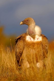 Griffon vulture (Gyps fulvus), portrait, Pyrenees, Catalonia, Spain, Europe